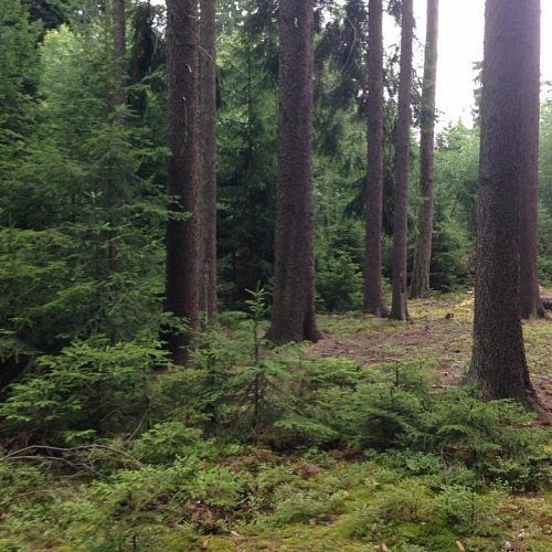 Prodej pozemku s lesním porostem u obce Rašov